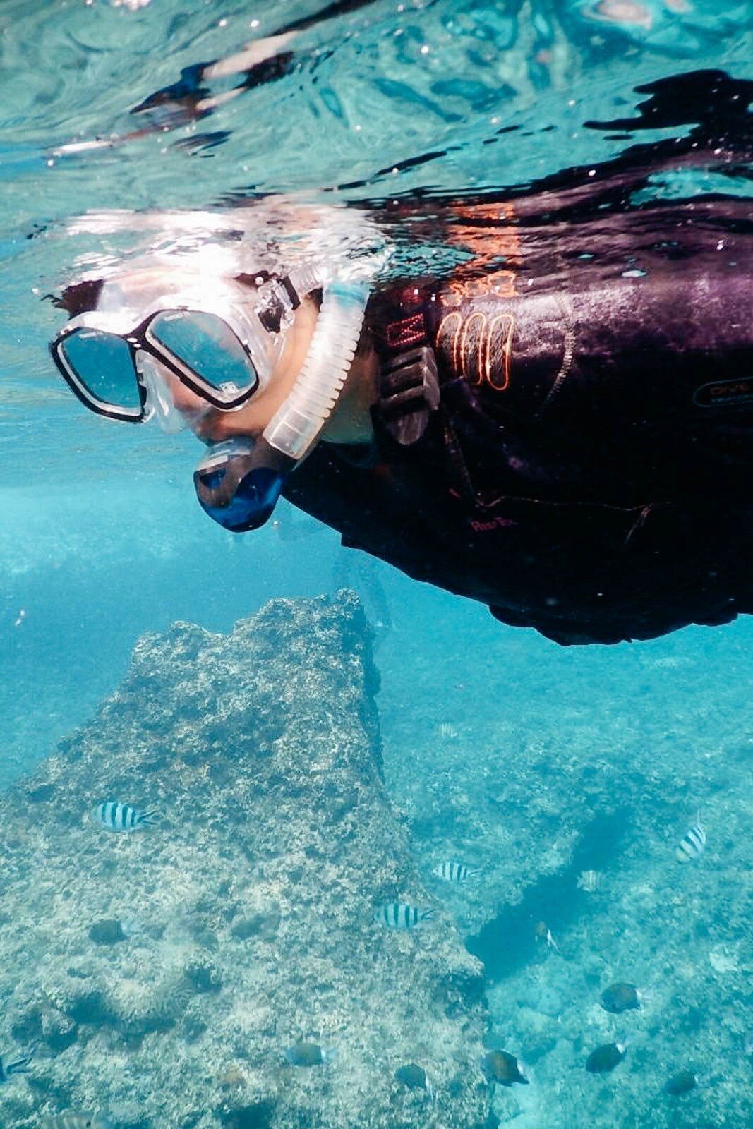a man with a snorkel looks at fish in tonga