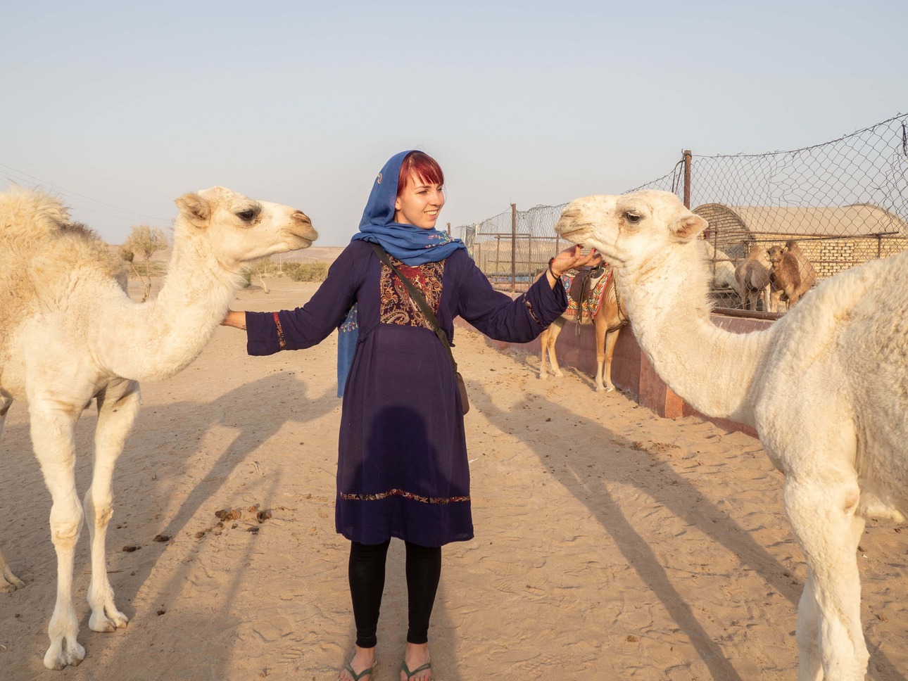 Girl in a dress and headscarf petting two white camels