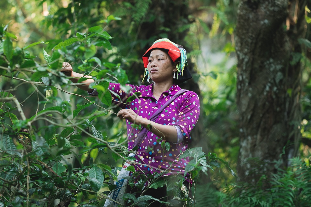 traditional clothing in Vietnam tea picking