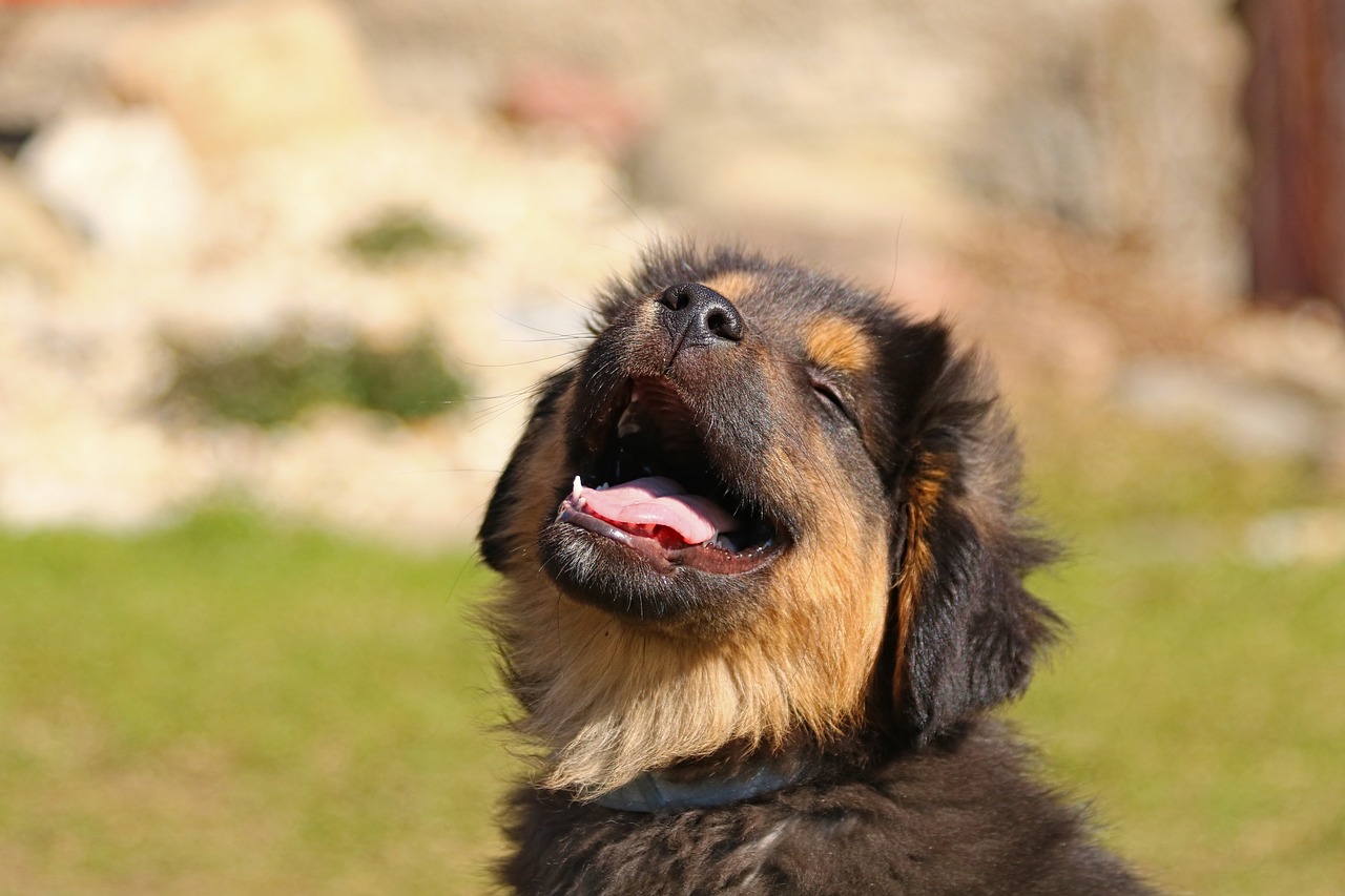 Puppy smiling.