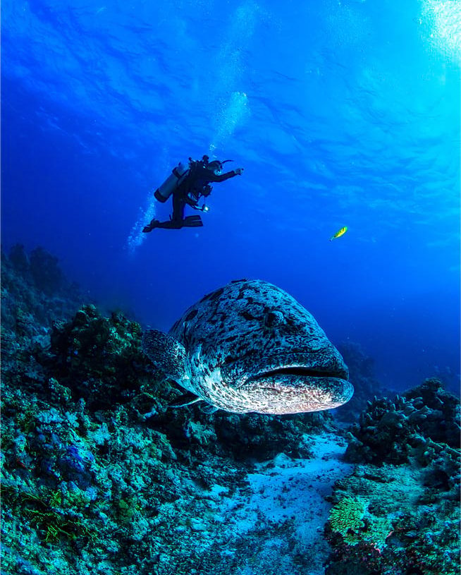 diving in belize