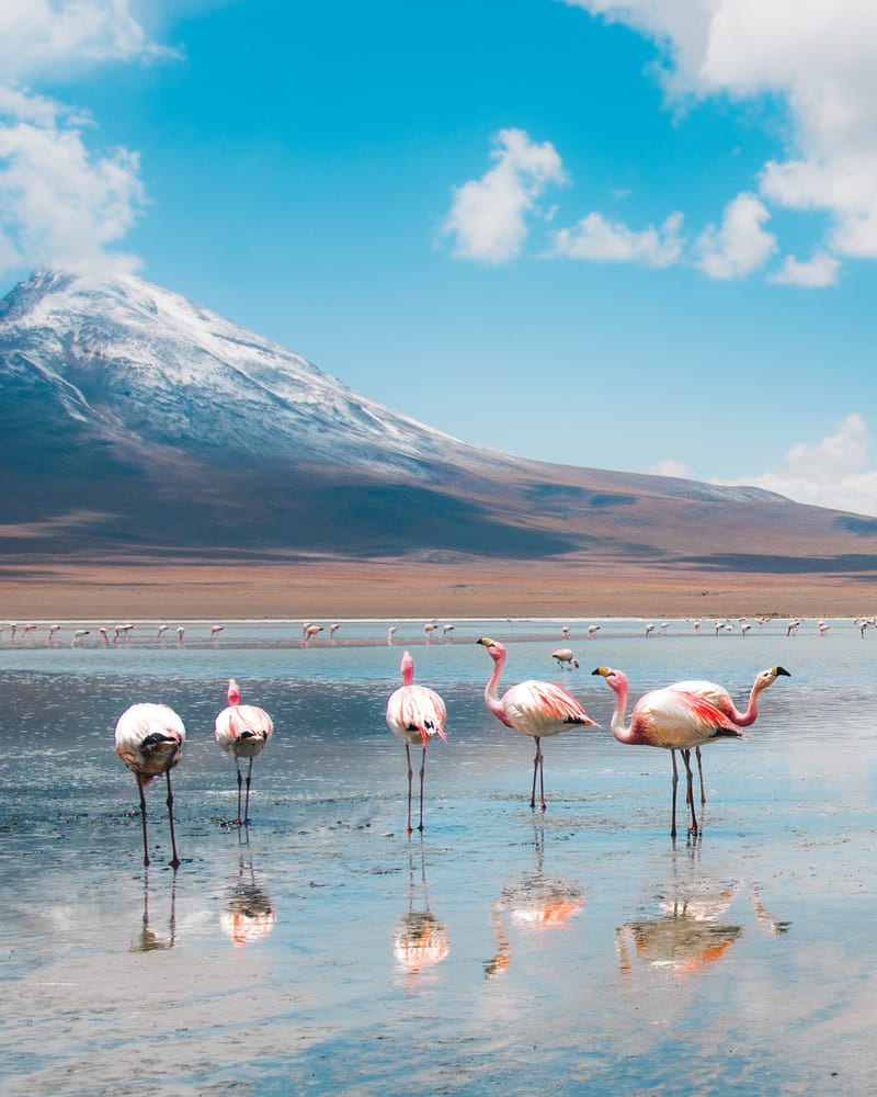 flamingos in the deserts of bolivia
