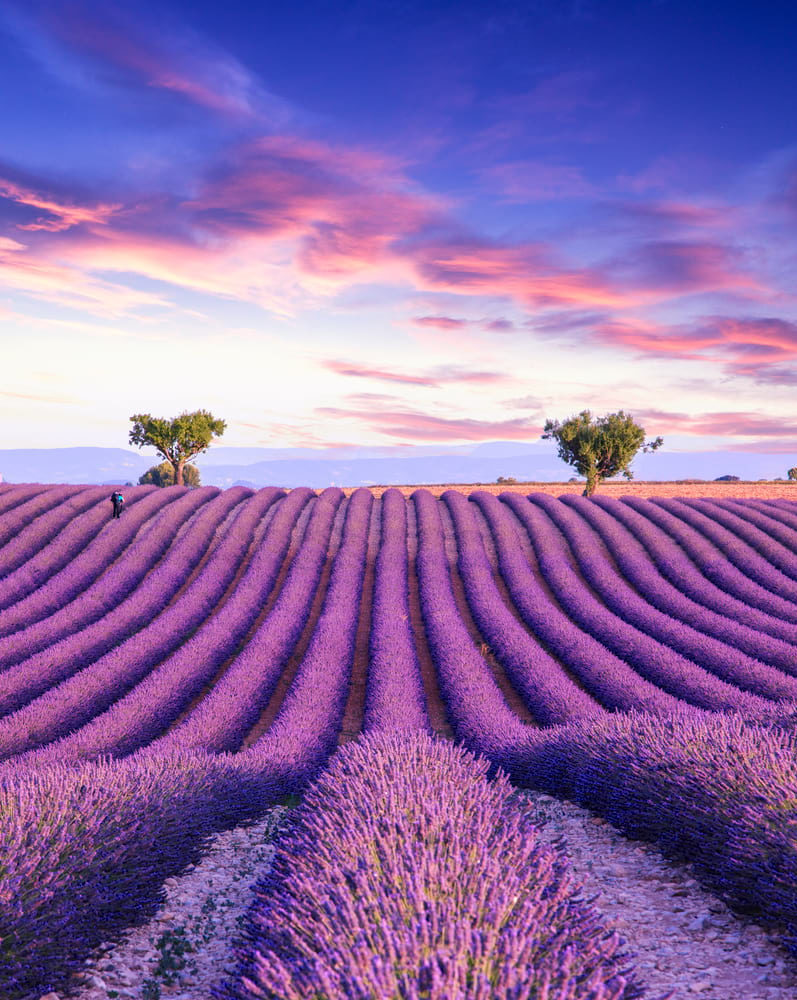 lavender fields in france