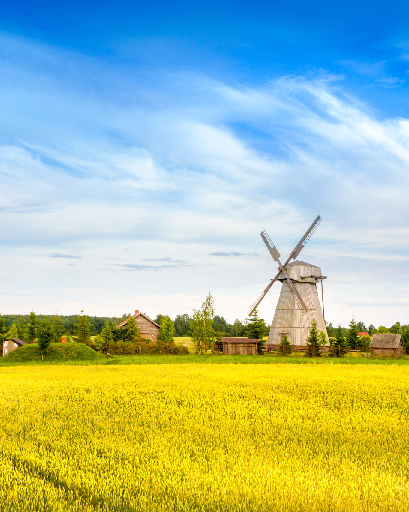 golden fields in belarus