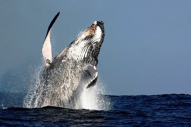 Sydney Whale Watching Cruise