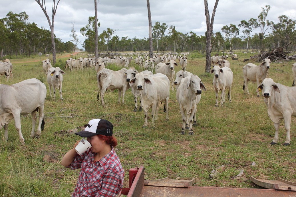 Elina drinking coffee in front of cows Australia